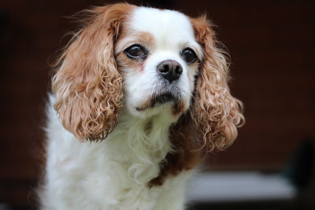 King Charles jibe
